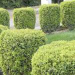 Buxus sempervirens, common boxwood (Richie Steffens)