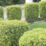 Great Plant Pick: Buxus sempervirens, common boxwood