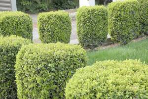 Great Plant Pick: Buxus sempervirens, common boxwood
