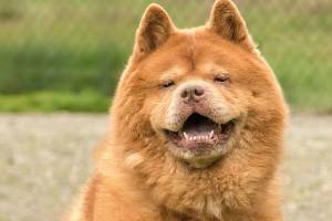 Two dogs await for new homes from Everett Animal Shelter