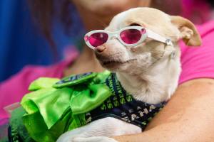 You, too, can dress your Chihuahua in a tutu
