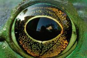 Non-beauty of invasive species is in the eye of the beholder