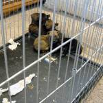 Police discovered seven living puppies and three dead ones at a home in Monroe on Tuesday. A fourth puppy later died. The owner was arrested for investigation of possession of meth, unlawful possession of a firearm and possession of a stolen firearm. (Monroe Police Department)