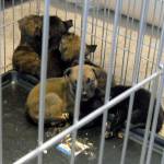 Man suspected of animal neglect after puppies found dead