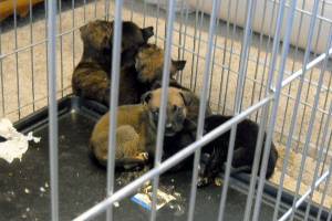 Man suspected of animal neglect after puppies found dead