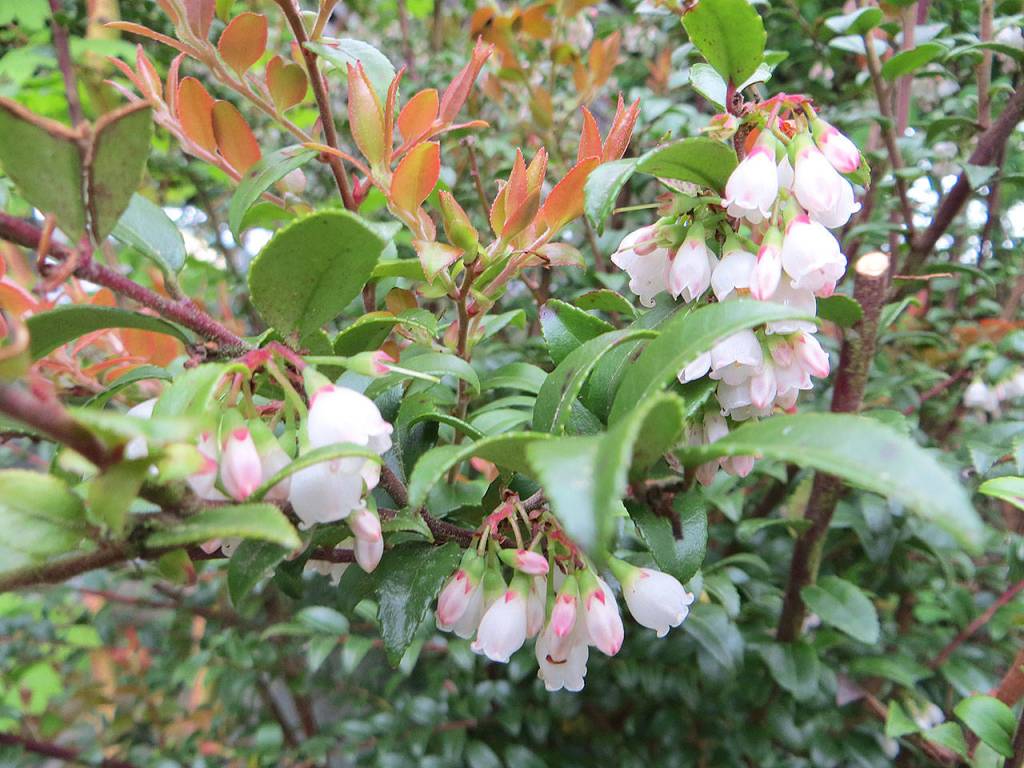 Our native evergreen huckleberry also provides nourishment for pollinators. (Photo courtesy of Fourth Corner Nurseries)                                Our native evergreen huckleberry also provides nourishment for pollinators. (Photo courtesy of Fourth Corner Nurseries)