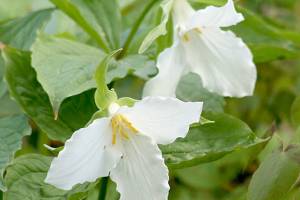 Great Plant Pick: Trillium grandiflorum