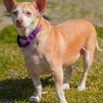 Dino is looking for a new home because he has life-long skin allergies that need to be managed. Dino has lived with other dogs, cats and children. He is looking for a financially stable home that can keep his skin condition under control. Dino will also need to be on life-long eye medication as he has a condition called dry eye. He has ear infections that are on the mend but will need follow-up with your veterinarian. (Curt Story/Everett Animal Shelter)