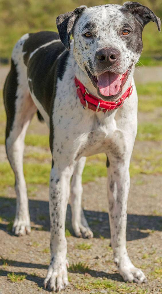 El Chapo is still very much a puppy and will need plenty of exercise and training. This high-energy dog may make a great running or hiking partner. Chapo is still very mouthy and may be too much for young children. He will need a meet-and-greet with any resident dogs, and is not suited for apartment type living. (Curt Story/Everett Animal Shelter)