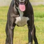 Linus is a super high-energy puppy in need of training. He needs to be kept busy with jobs and plenty of room to run on a daily basis. At this time, he will need an adult-only home due to his jumpy, mouthy behavior. He likes to please people and is always looking for attention. Linus will need a dog-experienced home that has a training plan in place. He will need a meet-and-greet with any resident dogs, and a feline-free home. (Curt Story/Everett Animal Shelter)