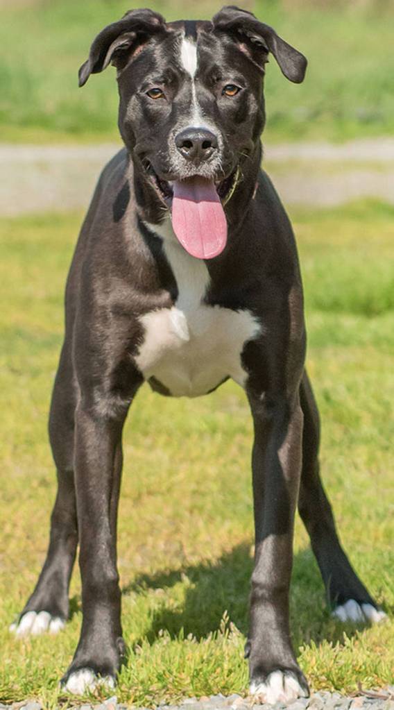 Linus is a super high-energy puppy in need of training. He needs to be kept busy with jobs and plenty of room to run on a daily basis. At this time, he will need an adult-only home due to his jumpy, mouthy behavior. He likes to please people and is always looking for attention. Linus will need a dog-experienced home that has a training plan in place. He will need a meet-and-greet with any resident dogs, and a feline-free home. (Curt Story/Everett Animal Shelter)