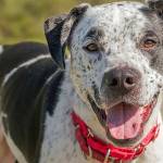 Five dogs await for new homes from Everett Animal Shelter