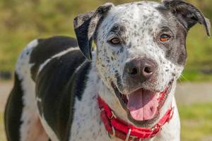 Five dogs await for new homes from Everett Animal Shelter