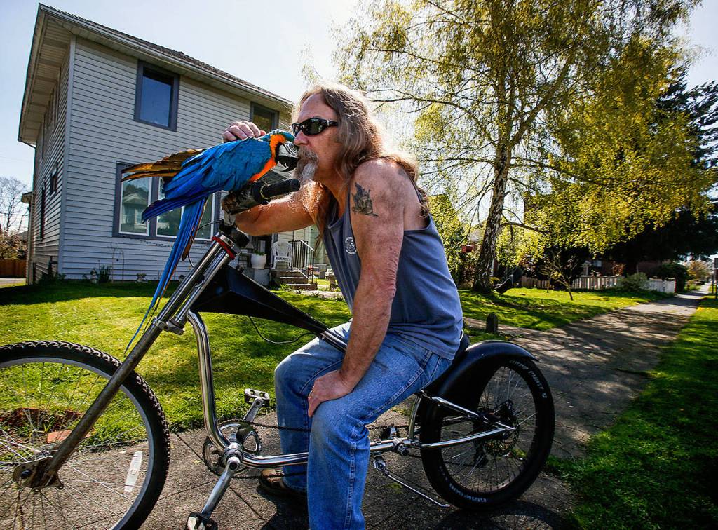 Retired house painter Rod Shafer stops in front of his apartment house after a short ride with Sally, who appears to appreciate a gentle massage between the wings as much as anybody. (Dan Bates / The Herald)