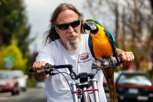 Retired house painter Rod Shafer cruises through a north Everett neighborhood on his chopper-style bicycle with his closest companion, Sally, 27, sitting on the handlebars enjoying the sights. Yep, shes a parrot and theyre best friends. (Dan Bates / The Herald)
