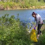 Jackie Oakland gathers trash after her Pokemon Go Raid Battles on May 5 at Osprey Park in Sultan. (Kevin Clark / The Herald)