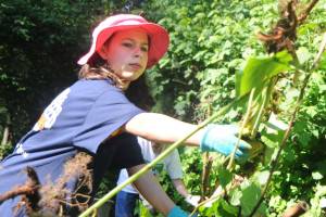 Mabel Hume, 10, of Lynnwood loads a wheelbarrow with evasive plants during a cleanup of South Lynnwood Neighborhood Park on Saturday. (DOUG RAMSAY / FOR THE HERALD)