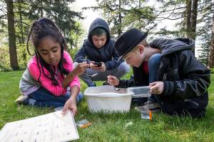 Beverly Elementary fourth-grader Helini Kahsay looks on a picture list of bugs, Legand Marshall takes cell phone videos and Landon Smith spoons water and insects into a container during a a trip to Hall Lake to look at bugs, nature walk and release salmon fry on Thursday, May 3, 2018 in Lynnwood, Wa. (Andy Bronson / The Herald)