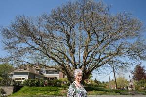 Lya Badgely stands near a Chinese Chestnut tree on the corner of Fifth Street and Avenue B in Snohomish. Badgley and other volunteers will be leading tours of notable trees and homes in the historic district on Mothers Day, May 13. (Andy Bronson / The Herald)