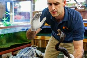 Isaac Petersen, 30, holds a 6-foot long forest cobra that has been devenomized for handling safety. Petersen, who bought the Reptile Zoo from his dad, Reptile Man Scott Petersen, will be showing animals at the Youth & Family Wellness Fair Saturday at Evergreen Middle School. (Dan Bates / The Herald)