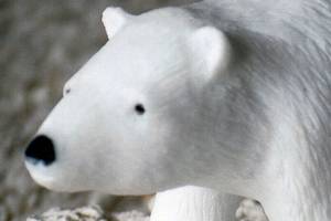 Gem show, with all that glistens, is this weekend in Everett