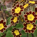 Primula gold-laced group has colorful flowers of gold and mahogany in springtime. (Richie Steffen)