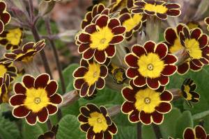 Great Plant Pick: Primula gold-laced group, gold-laced primula
