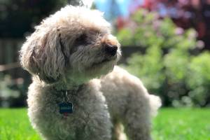 Bunnies beware: Elderly miniature poodle is backyard hunter