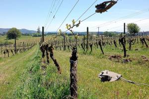 Oregon’s signature wine will shine at pinot noir conference