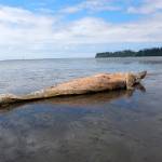 The remains of a juvenile female gray whale were discovered near the western shore of Bowerman Airport in Hoquiam on Monday. (Jessie Huggins/Cascadia Research)
