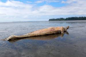 (Courtesy Jessie Huggins, Cascadia Research) The remains of a juvenile female gray whale were discovered near the western shore of Bowerman Airport on Monday. Its approximately 24-feet-long. There was no indication of entanglement, said Jessie Huggins from Cascadia Research. She said it had probably been dead for a couple weeks, and that it was likely one or two years old. You can view it from the furthest viewing point on the Sandpiper Trail with a good camera or binoculars.