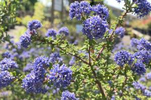 These drought-defying plants will survive our dry summers