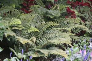 Great Plant Pick: Polystichum polyblepharum, Japanese tassel fern