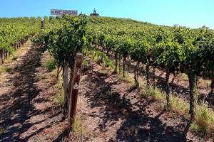 Washington turned 20,000 tons of syrah into wine last year