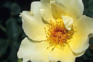 Great Plant Pick: Rosa ‘Golden Wings,’ yellow modern rose