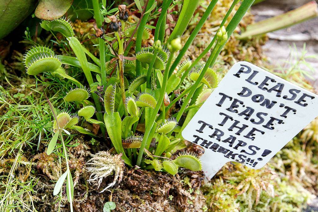 Venus fly traps come with a warning at Sorticulture. (Ian Terry/Herald file)