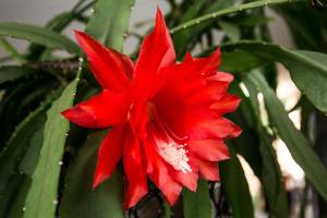 Ingeborg and Werner Opitz cactus has bloomed, the first time in 16 years, at their homeon Tuesday, May 22, 2018 in Everett, Wa. The type of cactus is known to them. (Andy Bronson / The Herald)