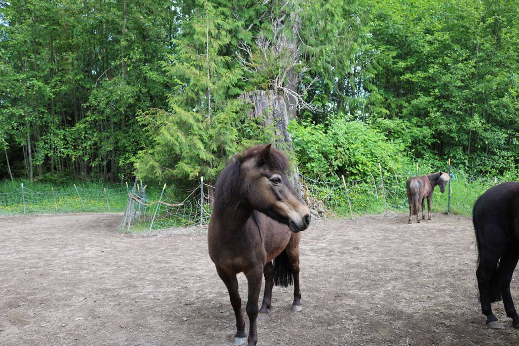 The Iron Horse Railway offered rail-free train rides as well as pony rides. Owner Kent Manchester still has four ponies which he hopes will be back in service if he can purchase property to re-assemble the railway. (Aaron Kunkler/Bothell-Kenmore Reporter)