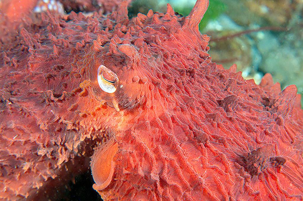 Giant Pacific octopus