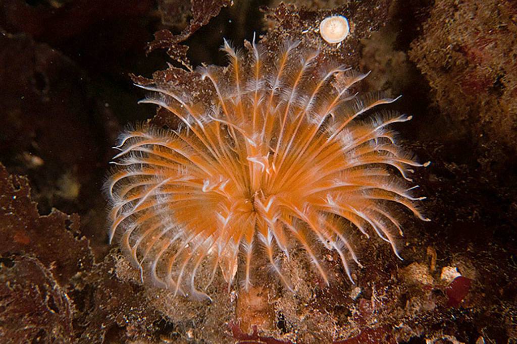 Tube worm