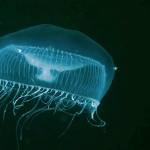 Water jelly