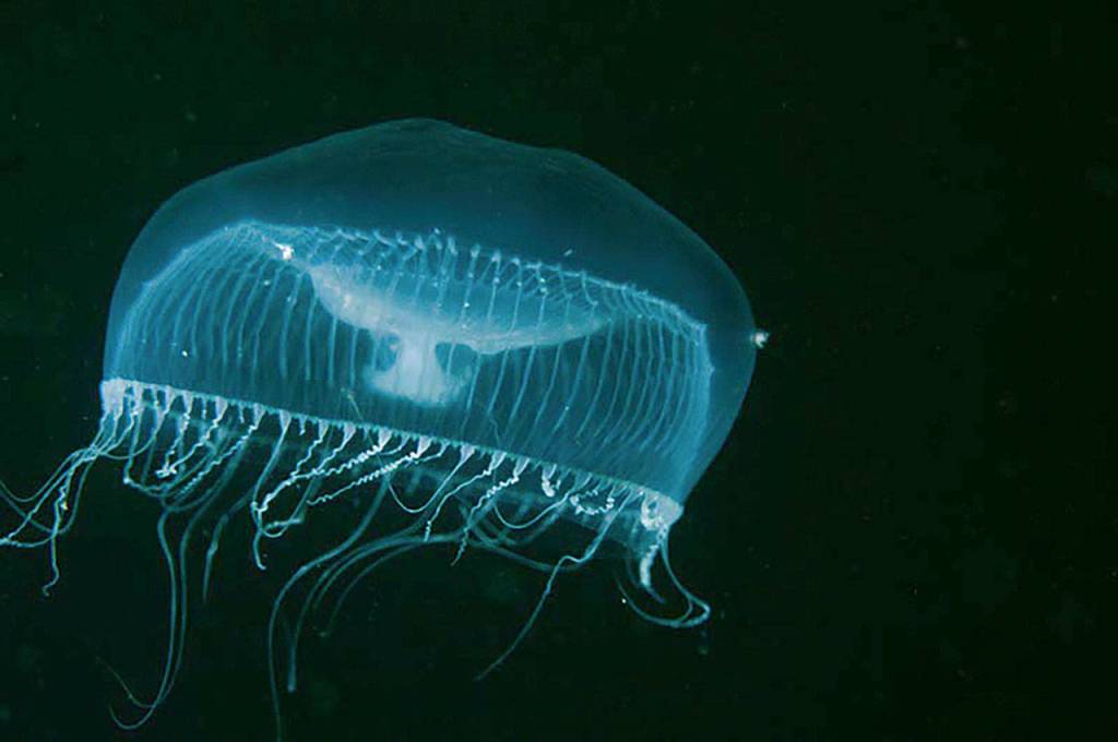 Water jelly