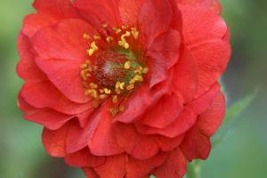 Great Plant Pick: Geum ‘Double Bloody Mary’