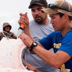 US won’t prosecute native hunters in Alaska gray whale kill