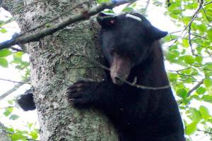 Black bear captured in Mukilteo near Kamiak High School