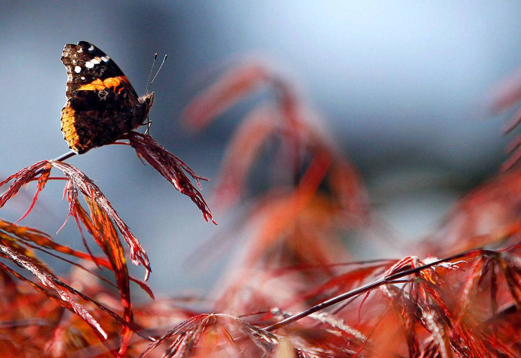 A red admiral butterfly rests on a Japanese dwarf maple in the Evergreen Arboretum in 2015. (Genna Martin/Herald file)