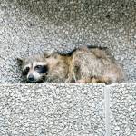 A raccoon sits on a ledge of the Town Square building in downtown St. Paul, Minnesota, on Tuesday. (Evan Frost/Minnesota Public Radio via AP)