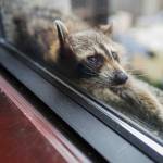 A raccoon stretches out on a windowsill high above downtown St. Paul, Minnesota, on Tuesday. (Evan Frost/Minnesota Public Radio via AP)