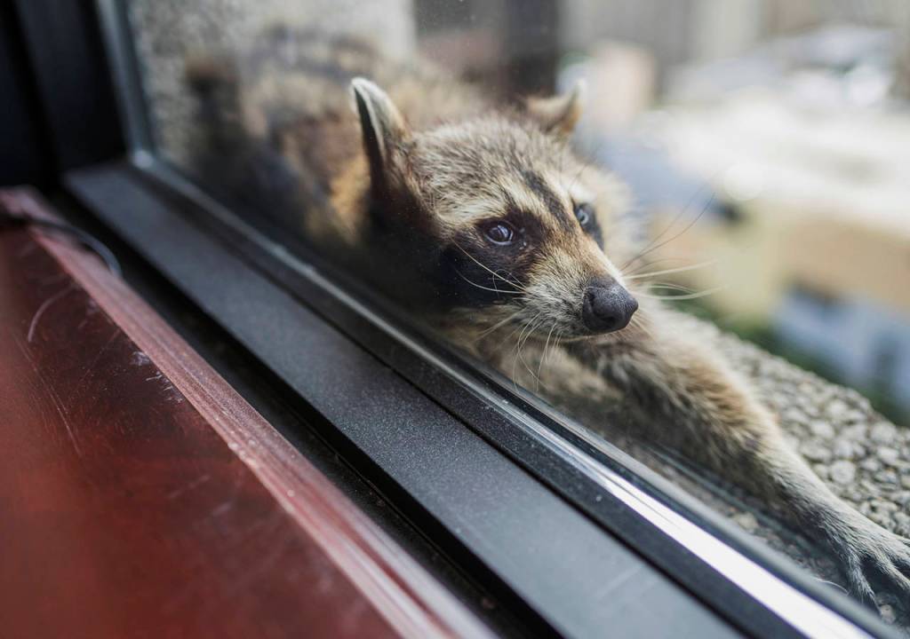 A raccoon stretches out on a windowsill high above downtown St. Paul, Minnesota, on Tuesday. (Evan Frost/Minnesota Public Radio via AP)