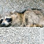St. Paul raccoon set free after scaling 25-story tower